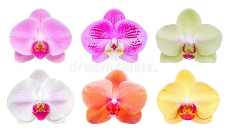 Orchid Flower Color Symbolism | Best Flower Site