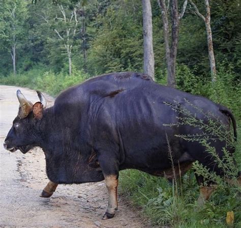 Gaur wild cattle weighing up to 3,300lbs : AbsoluteUnits