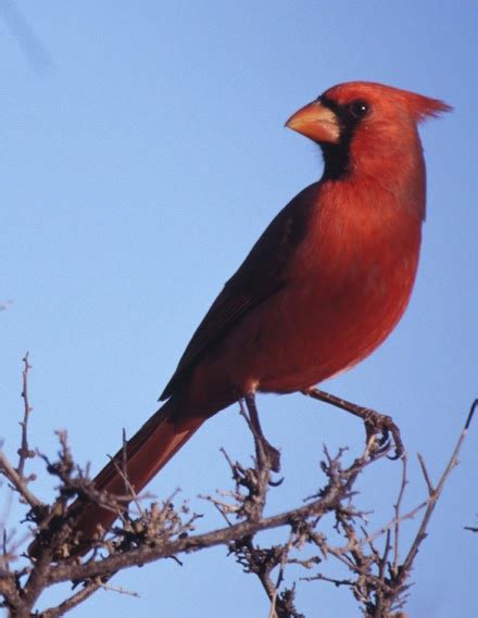 Kentucky State Bird Cardinal Pictures | State Birds