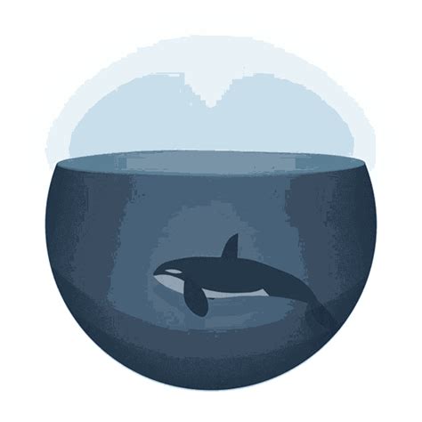 Orca Killer Whale GIF - Orca Killer Whale Whale - Discover & Share GIFs