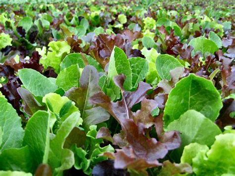 Lettuce Mixed Leaf Mesclun Mix | Lettuce | Premier Seeds Direct ltd