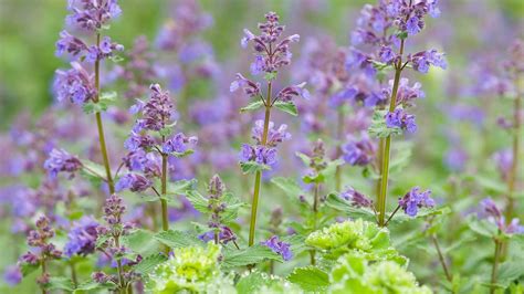 Catmint: An Easy Garden Favorite | Homegrown | NC State University