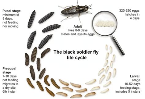 Understanding the Life Cycle of the Black Soldier Fly - Insect School