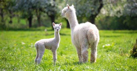 What’s a Baby Alpaca Called + 6 More Amazing Facts! - IMP WORLD