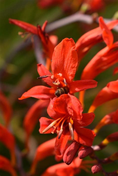 Crocosmia 'Lucifer' | Well Established Crocosmia | Proctors Nursery