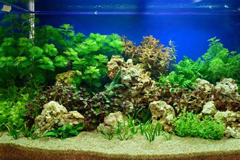 Aquascaping Rocks - Aquascaping Ideas