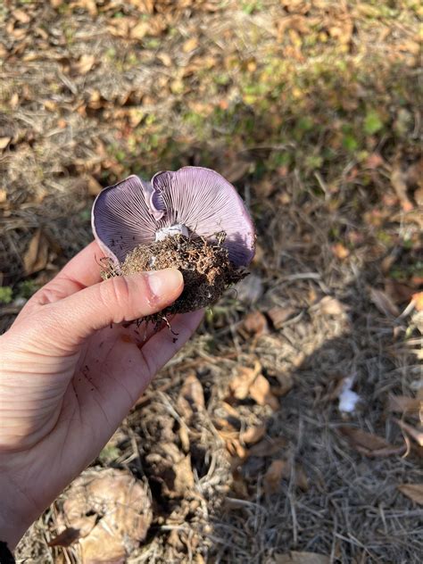 Another purple mushroom(: : r/Mushrooms