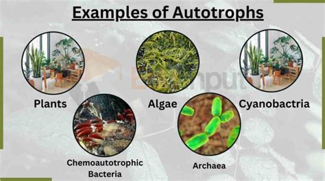 Autotrophs-Origin, Type, and Examples