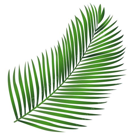 Coconut Tree Leaf Vector PNG Images, Coconut Leaf Clipart, Coconut Leaf, Coconut Leaf Png ...