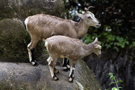 Himalayan blue sheep (Pseudois nayaur), Himalayan Zoologic… | Flickr