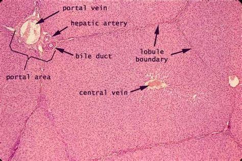 61 best Histology - Liver images on Pinterest | Anatomy, Anatomy and physiology and Anatomy ...