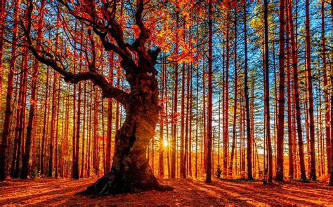 Beautiful autumn sunset forest, trees, red leaves wallpaper | nature ...