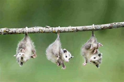 Baby possum | Spirit Animal | Pinterest