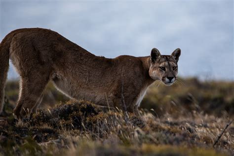 Puma Tracking in Torres del Paine National Park