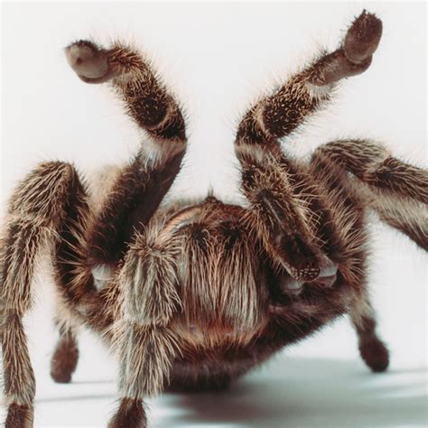 Tarantula venom helps untangle irritable bowel syndrome - Cosmos Magazine