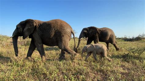 Beautiful albino elephant rescued from snare, meets her adoptive herd