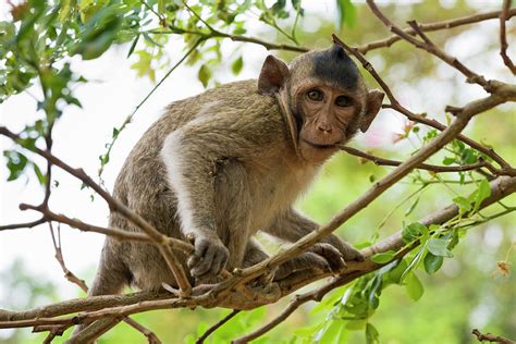 Baby Long Tailed Macaque Macaca by Anders Blomqvist