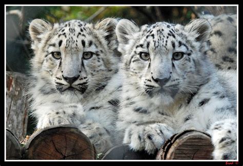 Gobi and Tashi - Snow Leopard cubs | Melbourne Zoo's baby Sn… | Flickr