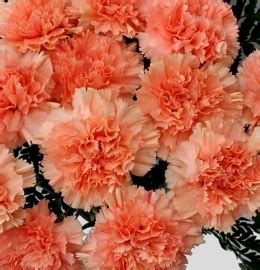 Buy Bulk Peach - Standard Carnations - 175 stems