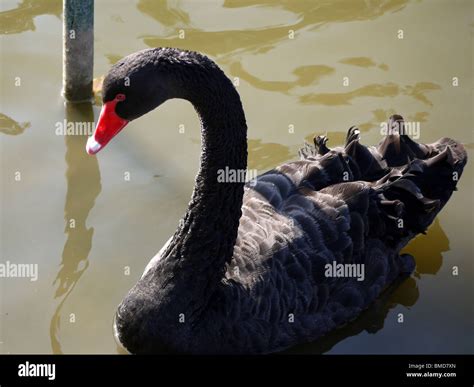 Black Swan in a lake Stock Photo - Alamy