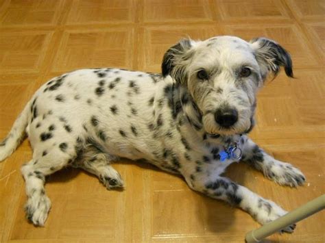 Dalmatian Westie Mix! | Hybrid dogs, Unique dog breeds, Mixed breed dogs