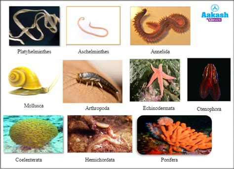 Multicellular Organisms