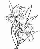 Botanical Line Drawing Stock Illustrations – 214705  sketch template