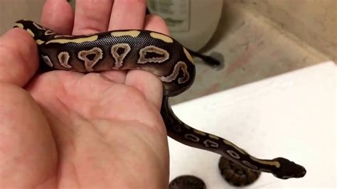 BALL PYTHON BREEDING SEASON 2016 - 3RD CLUTCH - Special X Black Magic ...