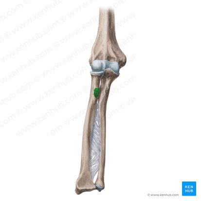 Radial tuberosity: Anatomy, location and function | Kenhub