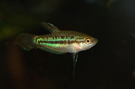 The Ultimate Guide to Keeping Sparkling Gouramis: Tank Mates, Care Tips ...