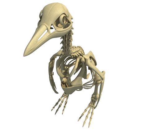 Penguin Skeleton 3D Model – 3D Horse