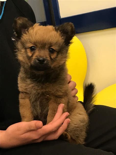 Pomchi puppy | in Tilehurst, Berkshire | Gumtree