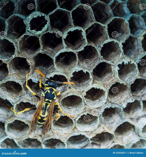 Wasp on hive stock image. Image of building, infestation - 33355011