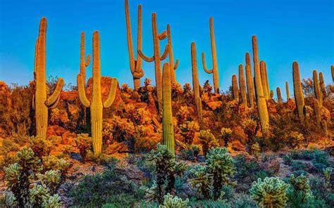 Arizona's Saguaro National Park Had to Microchip Its Cacti Because They Keep Getting Stolen