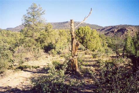 Juniper Springs Trail #2, AZ | HikeArizona