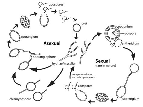 What is Phytophthora? | IDphy