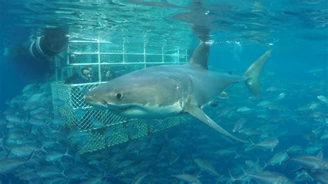 Adventure Bay Charters | Calypso Shark Cage Diving