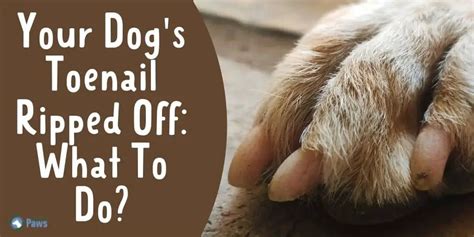 Your Dog's Toenail Ripped Off: What To Do? 4 Steps To Healthy Nails