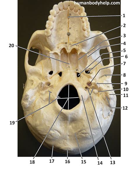 Human Skull Anatomy Inferior View