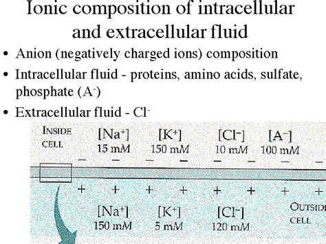 Ionic composition of intracellular and extracellular fluid