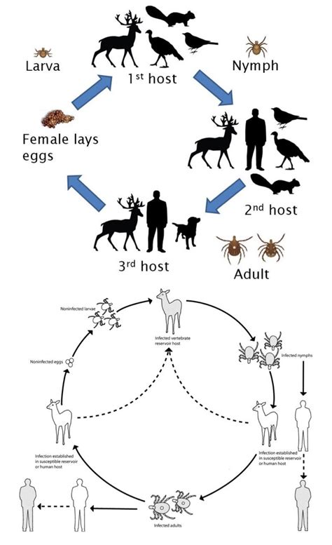 [Solved] Attached is the Ehrlichia Chaffeensis microbe life cycle ...