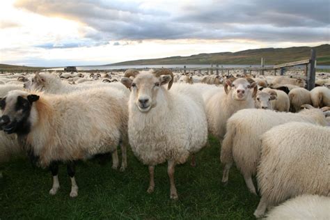 The Icelandic Sheep