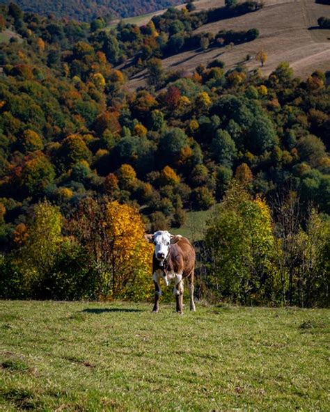 Premium Photo | Cow on a pasture in the autumn mountains on a sunny day