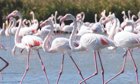 Larnaka Region - Flamingos & Salt Lake