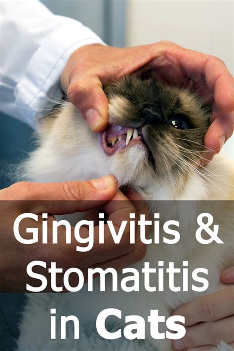 Cat Gingivitis Stages