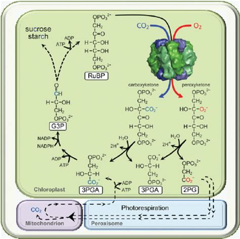 Simplified scheme illustrating how CO 2 fixed to RuBP by | Download ...