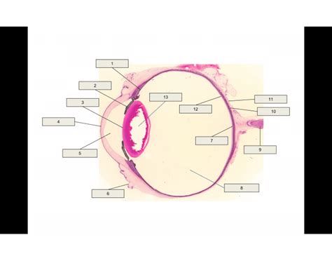 Monkey Eye Quiz