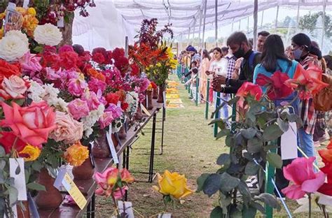 Visit The Most Celebrated Flower Festival: The Rose Festival Chandigarh