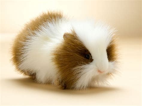 Cute Guinea Pig Wallpaper - WallpaperSafari