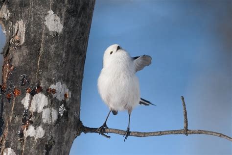 These Adorable Birds Found in Japan Look Like Fluffy Pieces of Cotton